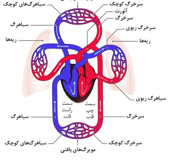 عکس سیاهرگ و سرخرگ و مویرگ