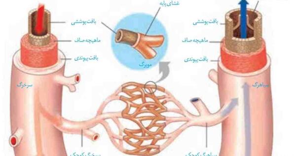 عکس سیاهرگ و سرخرگ و مویرگ