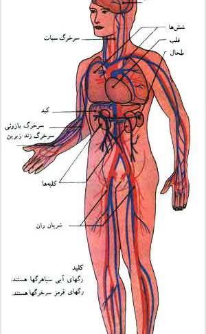 عکس سیاهرگ و سرخرگ و مویرگ