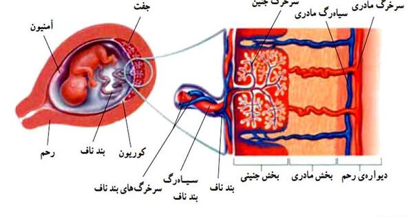 عکس سیاهرگ و سرخرگ و مویرگ