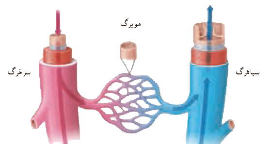 عکس سیاهرگ و سرخرگ و مویرگ