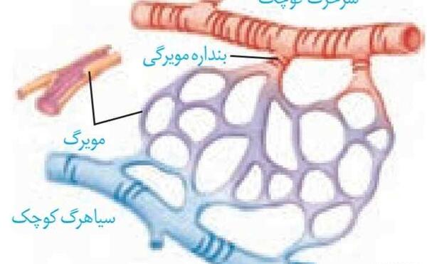 عکس سیاهرگ و سرخرگ و مویرگ