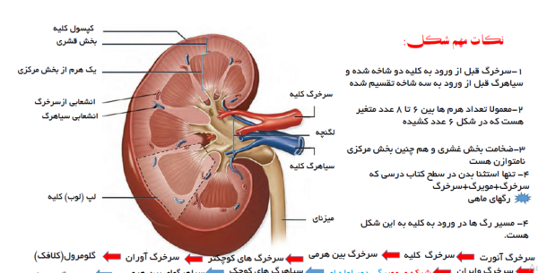 عکس سیاهرگ و سرخرگ و مویرگ