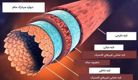 عکس سیاهرگ و سرخرگ و مویرگ