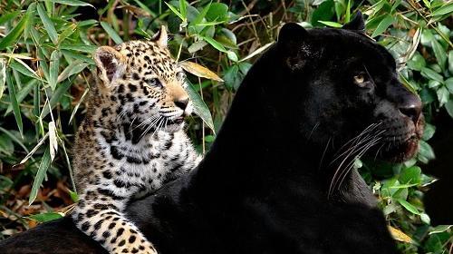 عکس پلنگ سیاه تصویر زمینه