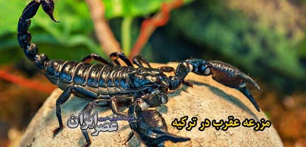 عکس عقرب