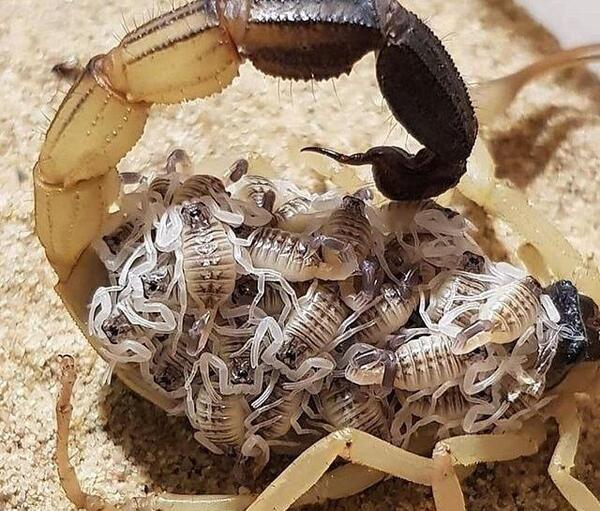عکس عقرب