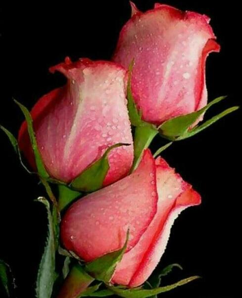 عکس های عاشقانه از طبیعت