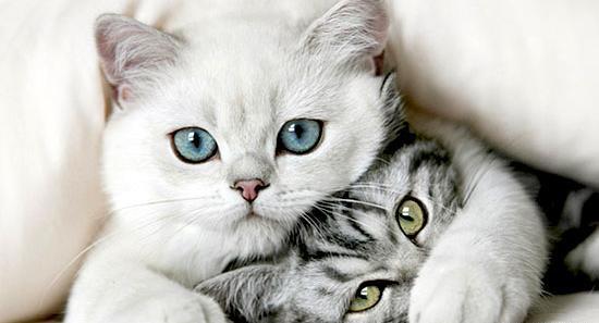 عکس عاشقانه حیوانات فانتزی