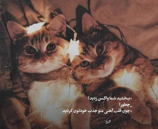 عکس نوشته گربه عاشقانه