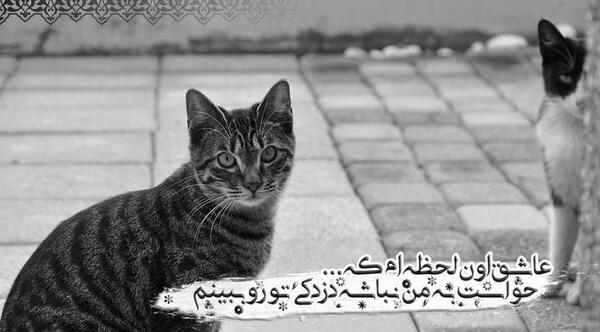 عکس نوشته گربه عاشقانه