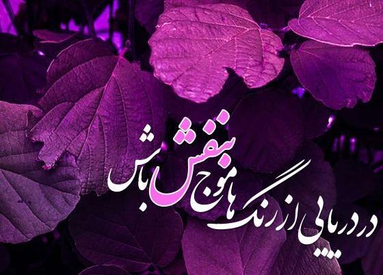 عکس شاخ عاشقانه بنفش