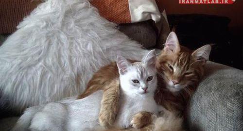 عکس عاشقانه با حیوانات