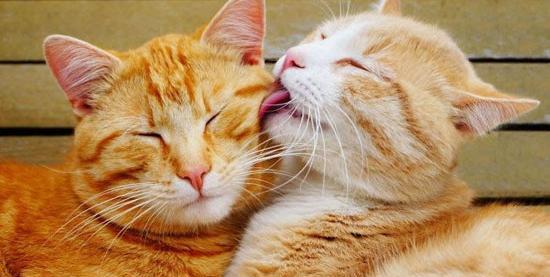 عکس عاشقانه با حیوانات