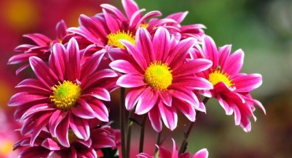 عکس گل عکس های گل های زیبا
