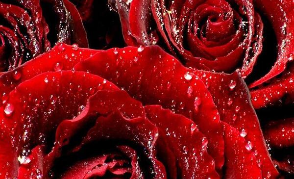 عکس گل عکس های گل های زیبا