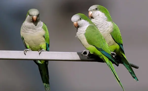 عکس های طوطی راهب
