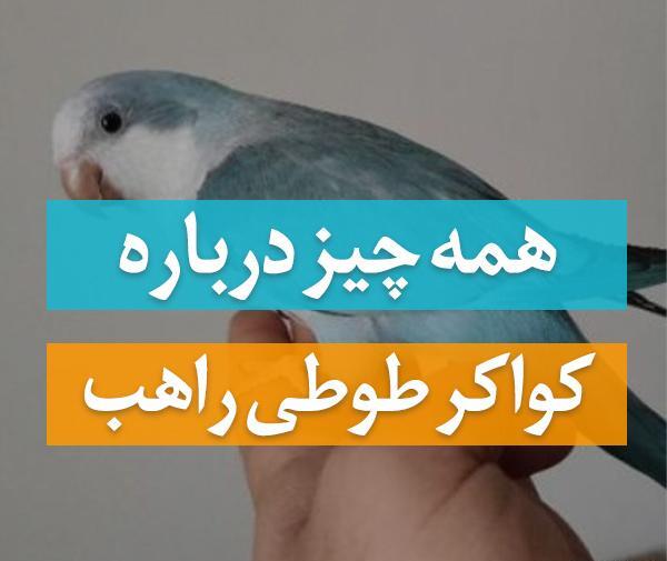 عکس های طوطی راهب