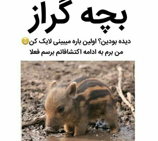 عکس گراز