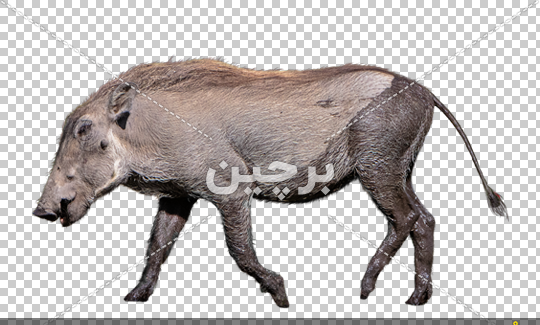 عکس گراز
