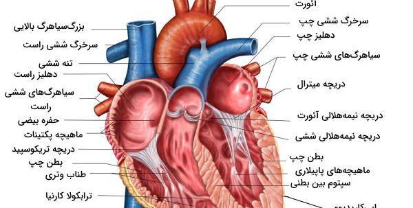 عکس های قلب انسان