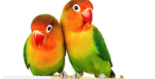 عکس های طوطی کوتوله