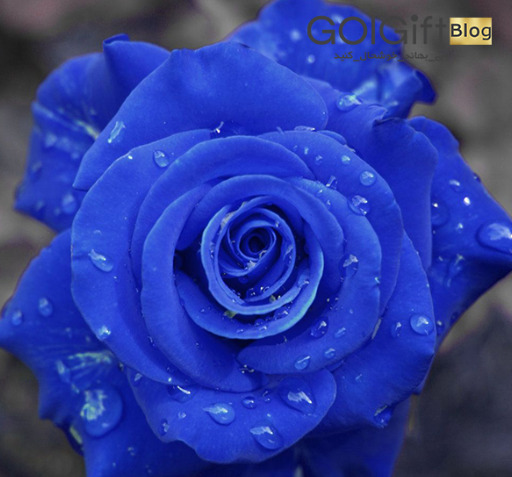 عکس های گل رز آبی