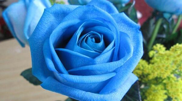 عکس های گل رز آبی