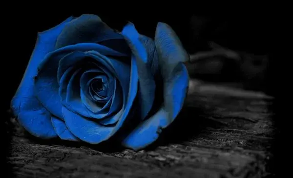 عکس های گل رز آبی