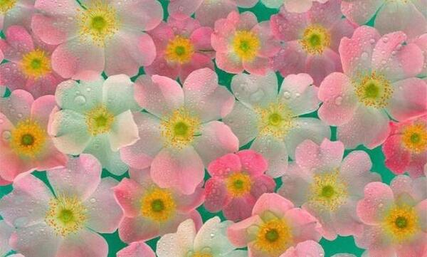 عکس های عکس گل برای پروفایل