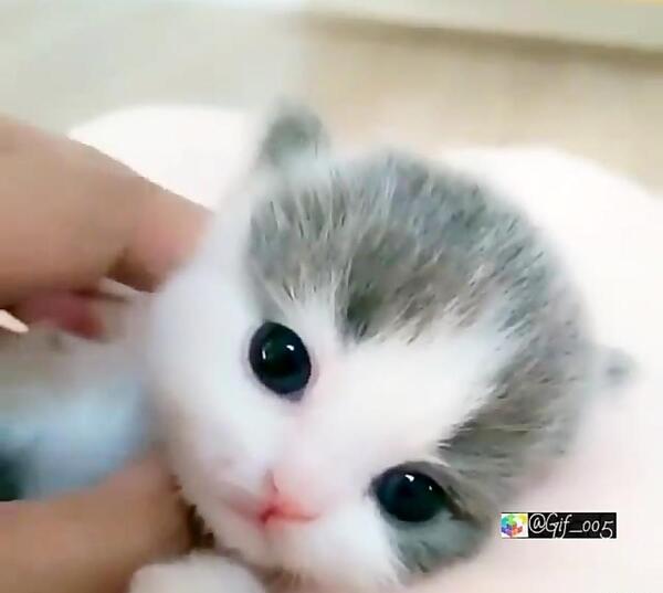 عکس های گربه گوگولی