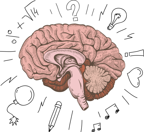 عکس مغز