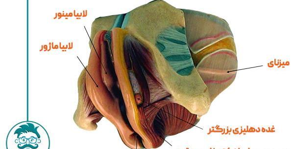 برداشتن لابيا عکس های واقعی عمل لابیاپلاستی