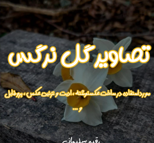 عکس نوشته در مورد گل نرگس
