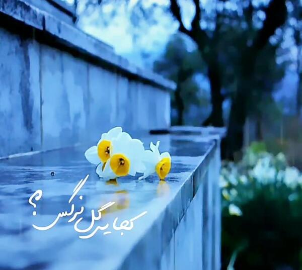 عکس نوشته در مورد گل نرگس