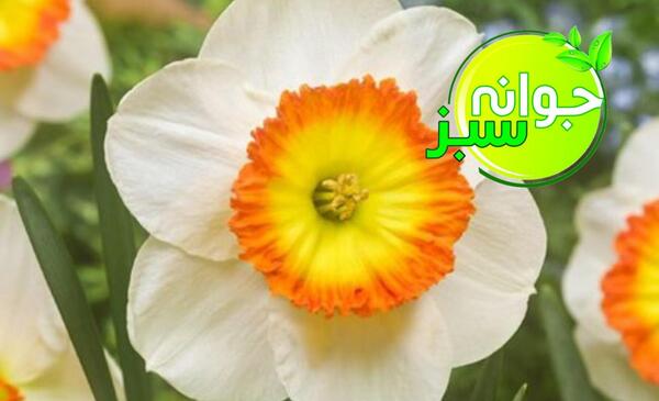 عکس نوشته در مورد گل نرگس