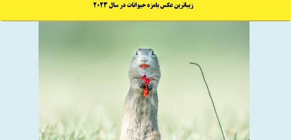 عکس های حیوانات بامزه