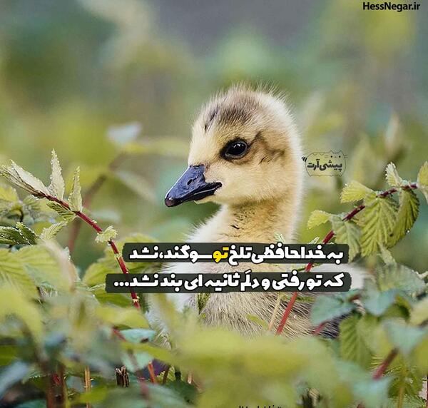 عکس نوشته خدافظی غمگین