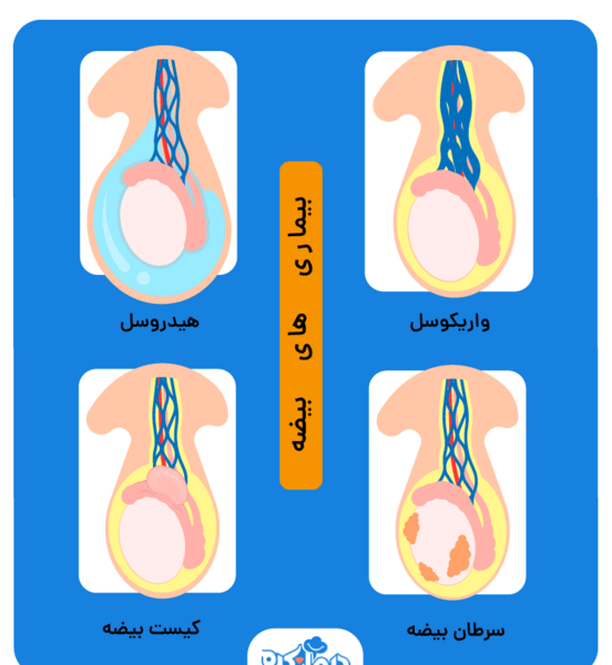 عکس بیضه سالم و ناسالم