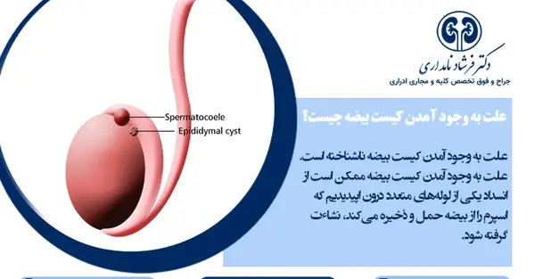 عکس بیضه سالم و ناسالم
