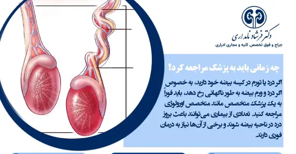 عکس بیضه سالم و ناسالم