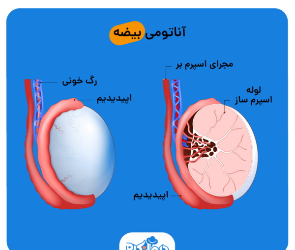 عکس بیضه سالم و ناسالم
