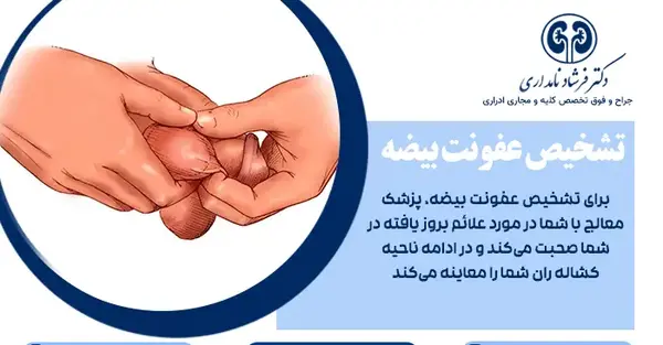 عکس بیضه سالم و ناسالم