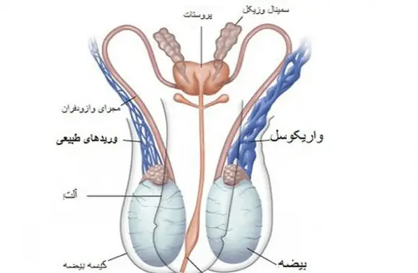 عکس بیضه سالم و ناسالم