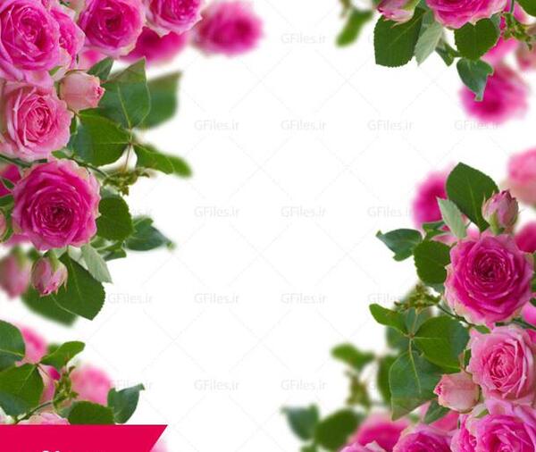 عکس های از گل های زیبا