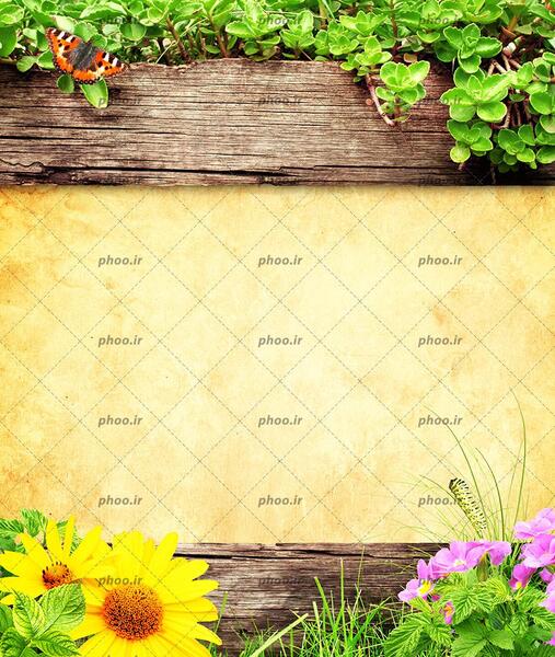 عکس های گل های زیبا با کیفیت بالا