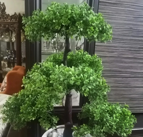 عکس درختچه