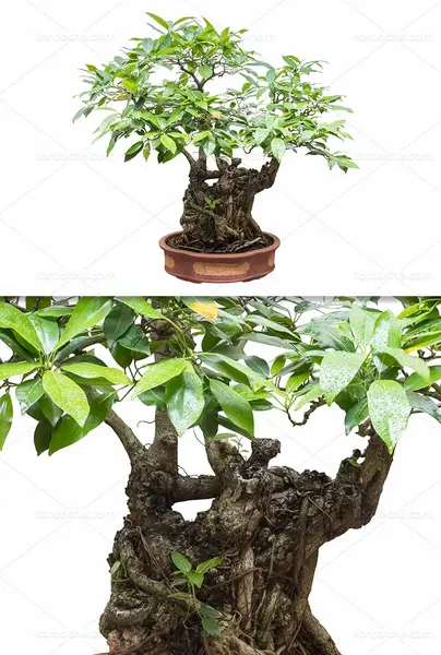 عکس درختچه