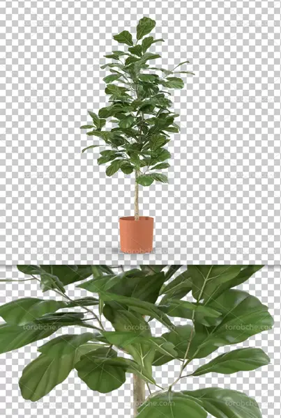 عکس درختچه