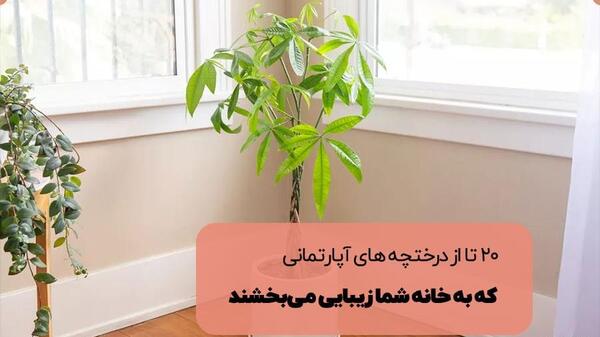عکس درختچه
